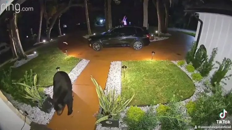 Florida ayısı, ailesinin verandasından yemek siparişlerini çalarken kameraya yakalandı