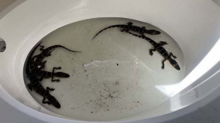 Floridalı adam timsahlarla dolu küvetle yakalandı