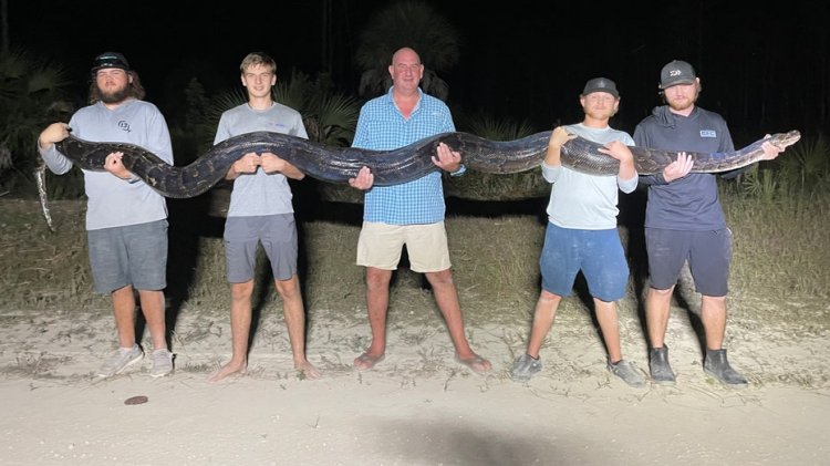 Floridalı erkekler Everglades'te 17 metrelik, 200 kiloluk devasa istilacı pitonu yakaladı