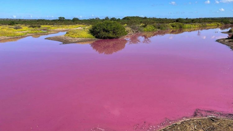 Hawaii yaban hayatı sığınağı göleti parlak pembeye dönerek bilim adamlarını araştırmaya teşvik ediyor