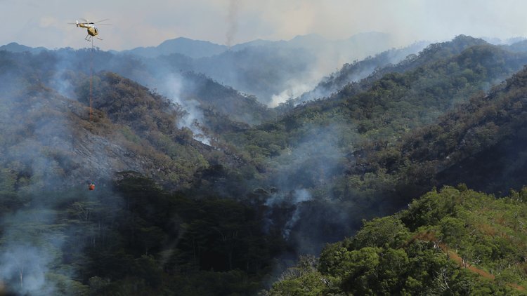 Hawaii orman yangını Oahu'nun yerel yağmur ormanlarını harap ederek hassas ekosistemler için tehdit oluşturuyor