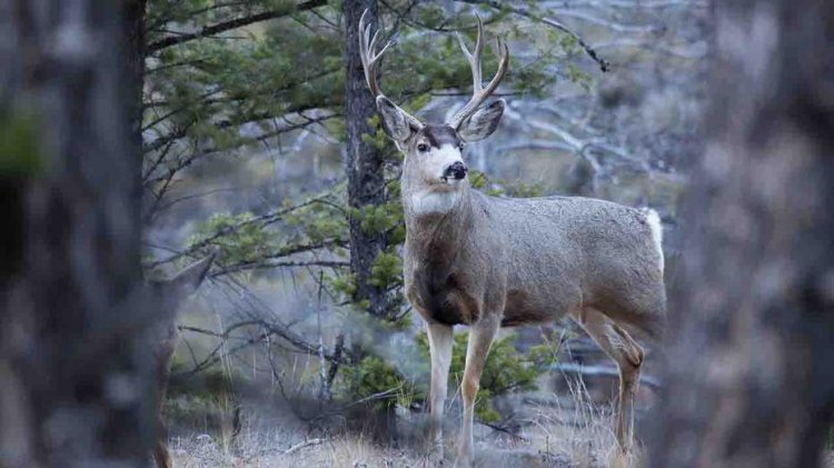 Yellowstone Milli Parkı, geyik karkas testlerinin pozitif çıkmasının ardından ilk ölümcül beyin hastalığı vakasını tespit etti