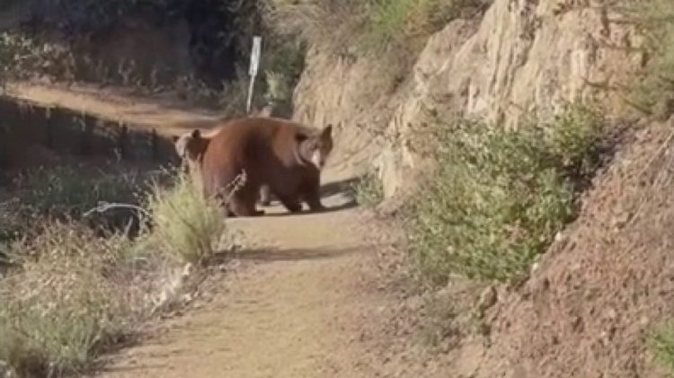 Kaliforniyalı kadın Sierra Madre yürüyüş parkurunda yaklaşan ayı ve yavrularına kükrüyor: video