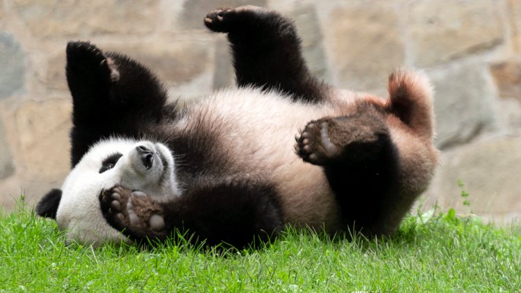 ABD'de yalnızca 4 panda kaldı, ancak Biden-Xi zirvesi ilişkileri 'derinleştirme' eğilimini tersine çevirebilir