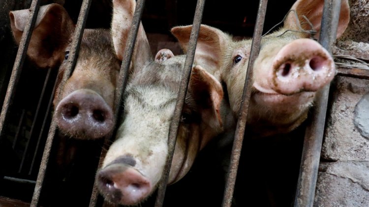 İngiltere, domuz gribi H1N2 türünün ilk insan vakasını tespit etti