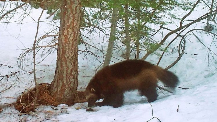 Bilim insanları türün hayatta kalmasından endişe ederken, wolverine'ler için yeni federal korumalar uygulamaya konuldu