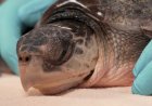 Soğuktan şaşkına dönen 52 deniz kaplumbağası rehabilitasyon için New England'dan Florida'ya uçtu