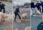 NJ memurları Albert Einswine adlı kaçak domuzu yakaladı