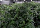 Ohio sakinleri 'marihuana belirsizliğinde' geziniyor: Yetiştirmek ve sahip olmak yasal, ancak satın almak yasak