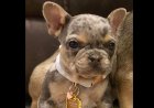 Şüpheli suç çetesi Fransız bulldog köpek yavrusunu çalmak için garaj kapısı hackini kullanıyor: polis