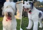 Alabama polisi, sağır köpeğin evden çalındığını gösteren kapı zili videosunun ardından soruşturma başlattı