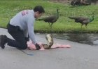 Florida itfaiyecisi yol ortasında 40 kiloluk boa yılanını 'tehditkar' tavus kuşunu yakaladı: video