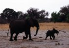 Afrika'nın en büyük milli parklarından birinde kuraklık nedeniyle en az 100 fil öldü