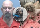 Florida'da bir adamın boynuna ip bağlayıp çöp poşetine tıktığı iddia edilen Shih Tzu çöp konteynırından kurtarıldı