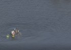 Miami yakınlarında helikopter kazasında 1 kişi öldü, kanaldan kadın kurtarıldı