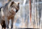 Colorado kurtları Kovboy eyaletine girerse Wyoming çiftçileri gördükleri anda ateş edecek