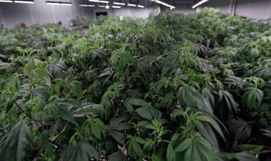 Ohio sakinleri 'marihuana belirsizliğinde' geziniyor: Yetiştirmek ve sahip olmak yasal, ancak satın almak yasak