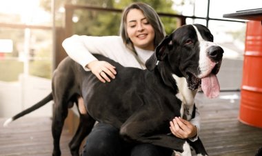 San Francisco firmasının köpeklere yönelik yaşlanma karşıtı ilacı FDA onayı almaya yaklaşıyor