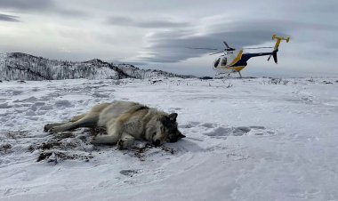 Colorado'nun gri kurdu yeniden üretme planı siyasi bölünmeye yol açtı