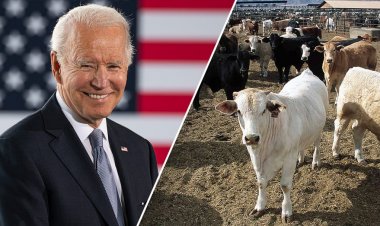 Demokrat senatör, Biden yönetiminin 'gıda tedarikimizi tehlikeye atan' hamlesini tersine çevirmek için harekete geçti