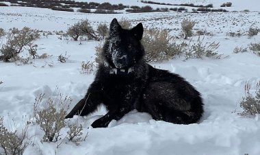 Colorado'daki dava, gri kurdun yeniden üretim planını durdurmakla tehdit ediyor