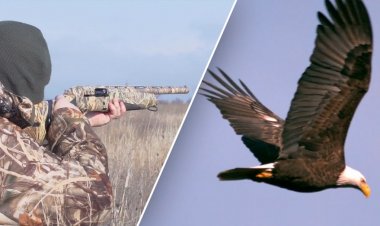 'Killing Spree': Kel kartalları öldürmek ve kar amacıyla vücut parçalarını satmakla suçlanan iki adam