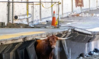New Jersey tren raylarında başıboş kalan boğa seyahatte gecikmelere neden oluyor