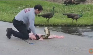 Florida itfaiyecisi yol ortasında 40 kiloluk boa yılanını 'tehditkar' tavus kuşunu yakaladı: video