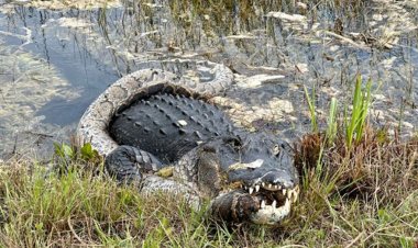 Florida timsahı Everglades Ulusal Parkı'nda 'istilacı' pitonu yerken yakalandı