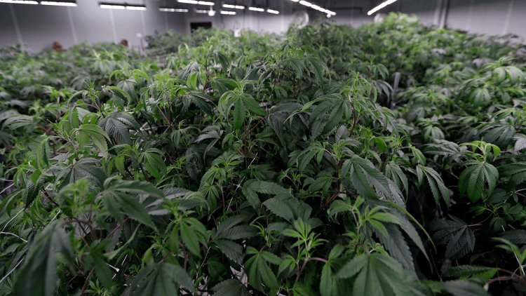 Ohio sakinleri 'marihuana belirsizliğinde' geziniyor: Yetiştirmek ve sahip olmak yasal, ancak satın almak yasak