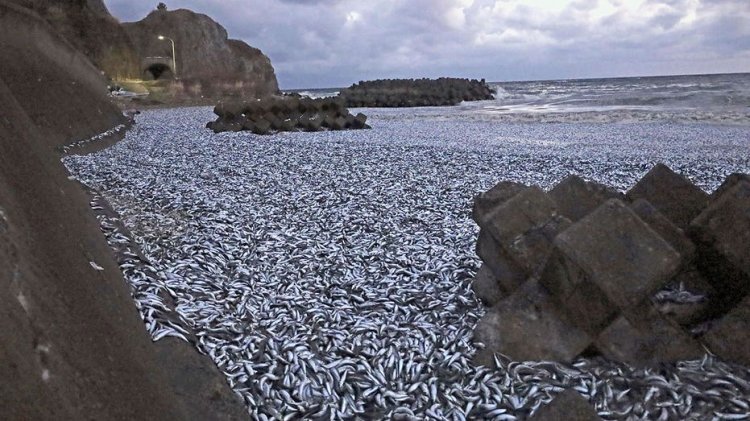 Binlerce ölü sardalyanın kıyıya vurması üzerine Japon vatandaşlar uyarıldı