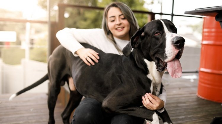 San Francisco firmasının köpeklere yönelik yaşlanma karşıtı ilacı FDA onayı almaya yaklaşıyor