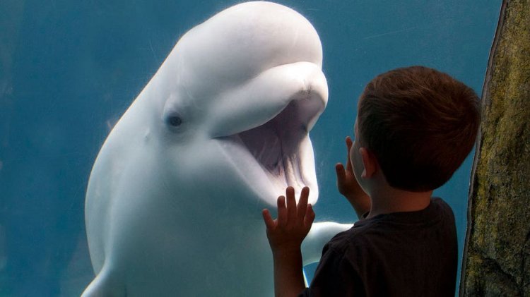 Beluga balinası Connecticut akvaryumunda öldü; 2021'de taşınan grup arasında üçüncü ölüm