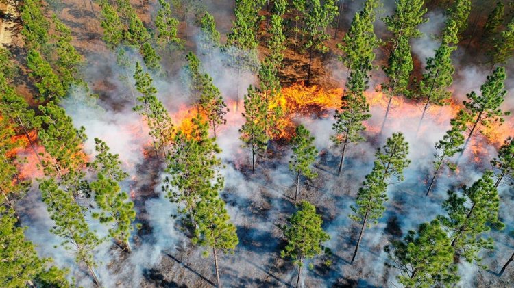 ABD'nin öngördüğü yanık dernekleri Güney'de koruma için bir yol açıyor