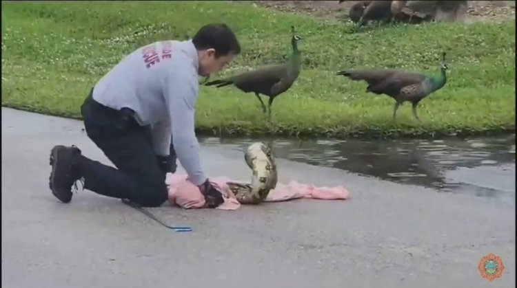 Florida itfaiyecisi yol ortasında 40 kiloluk boa yılanını 'tehditkar' tavus kuşunu yakaladı: video