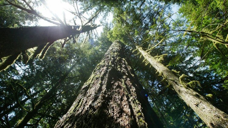 ABD'li yetkililer, artan tehditler karşısında yaşlı ormanlar için tarihi koruma tedbirleri öneriyor