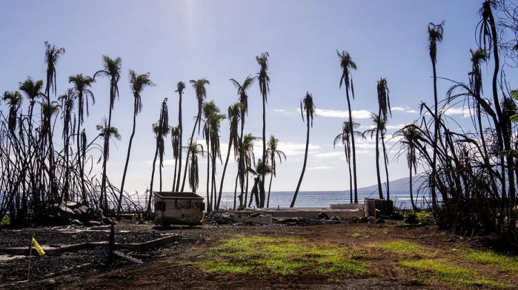 Hawaii Valisi Green, yıkıcı orman yangınlarının ardından Maui için 425 milyon dolarlık kurtarma bütçesi önerdi
