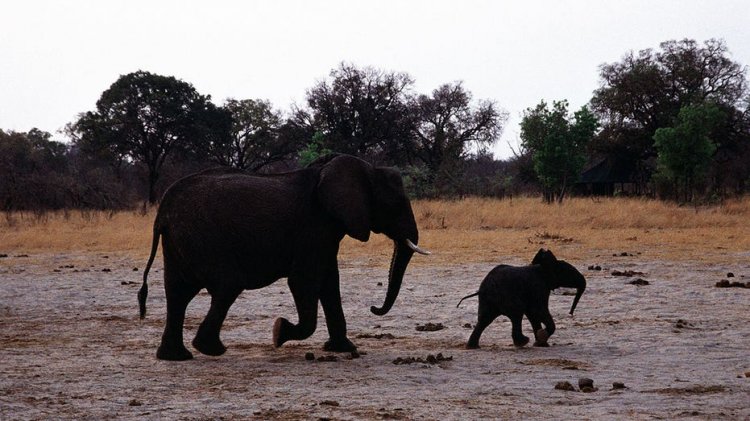 Afrika'nın en büyük milli parklarından birinde kuraklık nedeniyle en az 100 fil öldü