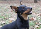 Akıllı, 'gülen' Lancashire heeler köpek ırkı artık American Kennel Club tarafından tanınıyor