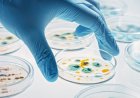 Yeni antibiyotik 'bilimsel atılımda' ölümcül, ilaca dirençli bakterileri öldürüyor