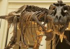 Araştırmacılar yeni çalışmada T rex hakkında bildiğimizi sandığımız şeylerin yanlış olduğunu söylüyor