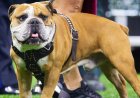 İskoçya, Amerikan XL zorba köpek ırkını kısıtlayacak ve bir dizi saldırının ardından İngiltere ve Galler'e katılacak: rapor