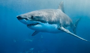 Hawaii'de köpekbalığıyla karşılaşan sörfçü öldürüldü