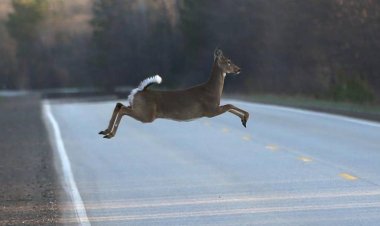 Mississippi otoyolunda geyiğin ön camı parçalaması sonucu kadın hayatını kaybetti