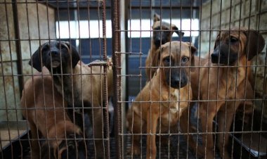 Güney Kore tartışmalı köpek eti ticaretini sona erdirecek yasayı onayladı