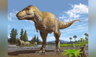 New Mexico araştırması, yeni keşfedilen dinozor alt türlerinin Tyrannosaurus rex'ten önce olduğunu gösteriyor