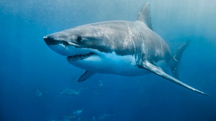 Hawaii'de köpekbalığıyla karşılaşan sörfçü öldürüldü