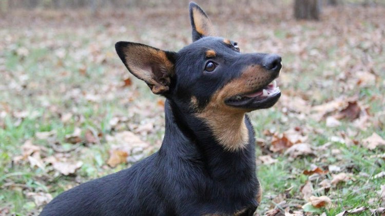 Akıllı, 'gülen' Lancashire heeler köpek ırkı artık American Kennel Club tarafından tanınıyor