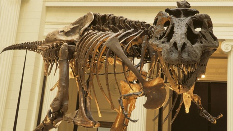 Araştırmacılar yeni çalışmada T rex hakkında bildiğimizi sandığımız şeylerin yanlış olduğunu söylüyor