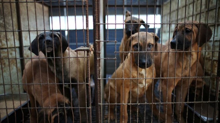 Güney Kore tartışmalı köpek eti ticaretini sona erdirecek yasayı onayladı